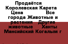 Продаётся!     Королевская Карета › Цена ­ 300 000 - Все города Животные и растения » Другие животные   . Ханты-Мансийский,Когалым г.